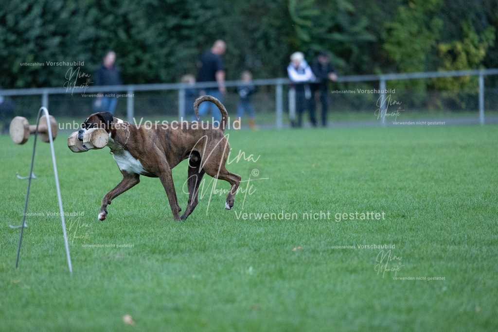 _16A4449 | Einzigartige Fotos von Hunden & Menschen –Actionfotos, Portraits, Vereinsaufnahmen & Paarshootings – authentisch, lebendig & mit Herz.