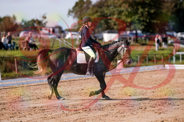 2026_10_03_Siefer-Hof_120039_Z81_02732414 | Professionelle Reitsport-, Turnier- und Eventfotografie von Robert Broda. Galerien mit ausgewählten und bearbeiteten Bildern direkt online ansehen und bestellen.