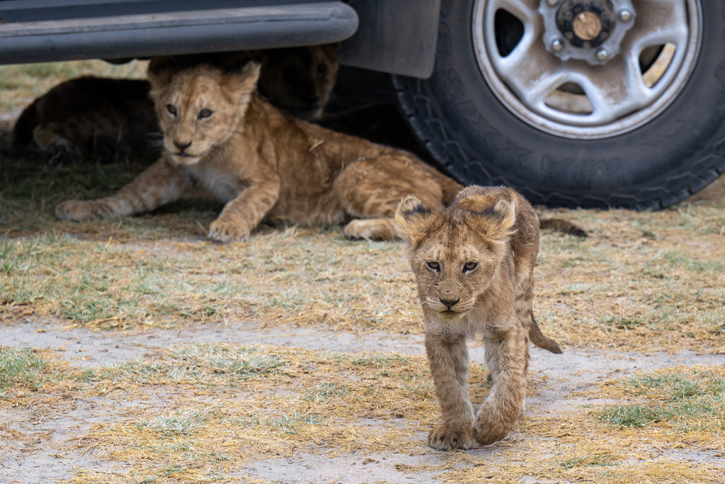 Serengeti Nationalpark - 29. September 2022 | Löwen im Serengeti Nationalpark.
Bild: Sportfotografie Markus Aeschimann | www.markus-aeschimann.ch - Realisiert mit Pictrs.com