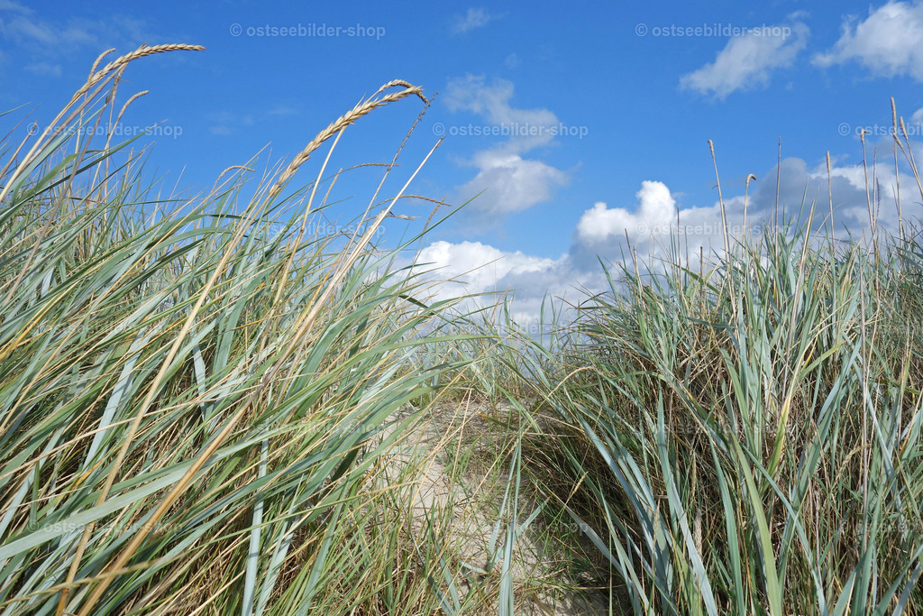 Strandgräser auf einer Ostseedüne  | Strandhafer und Strandroggen auf einer Ostseedüne vor blauem Sommerhimmel.