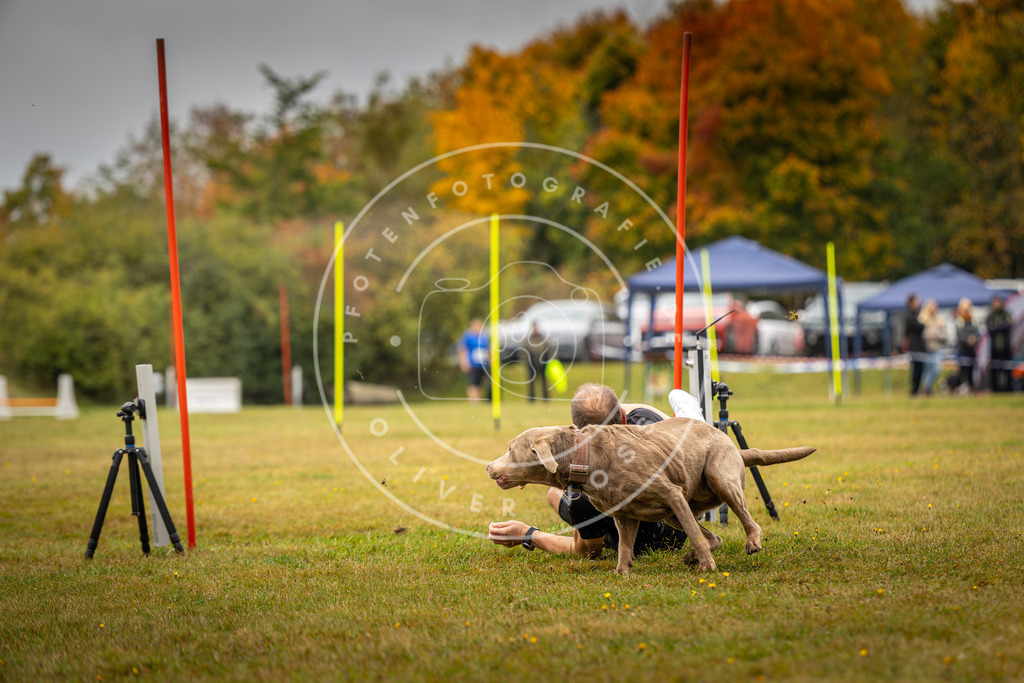 Pfotenfotografie_DV3A2332 | Hundefotografie, Tierfotograf, Pfotenfotografie, Fotoshooting Hund, Hunde Portrait, Hundesport, Hundeportraits, Heideshooting, Hunde, Sportfotograf, Hundefotograf, Turnierhundsport, THS,  - Realisiert mit Pictrs.com