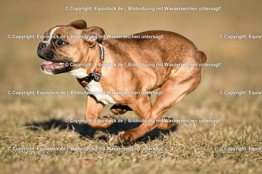 20190217_Hund_0036 | Foto: Thomas Hartig