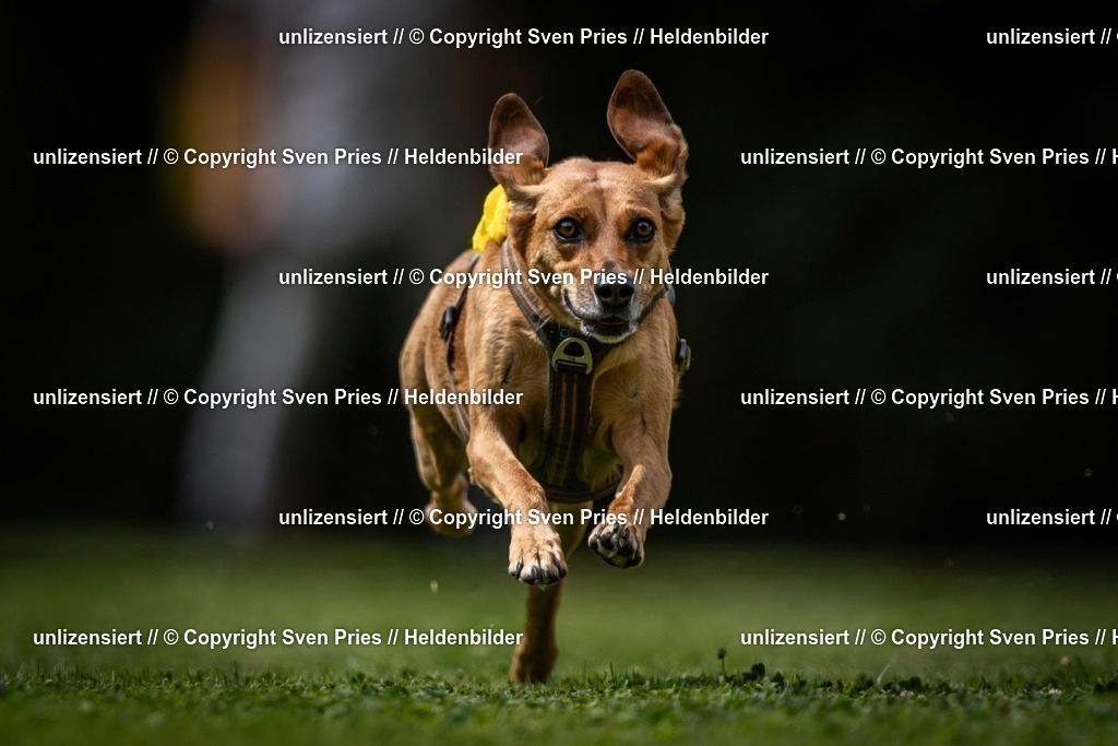 Sven Pries | 19. Allgemeines Hunderennen Karlsruhe Durlach - Realisiert mit Pictrs.com