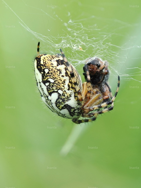 Echte Eichenblattspinne | Inanta - Realisiert mit Pictrs.com