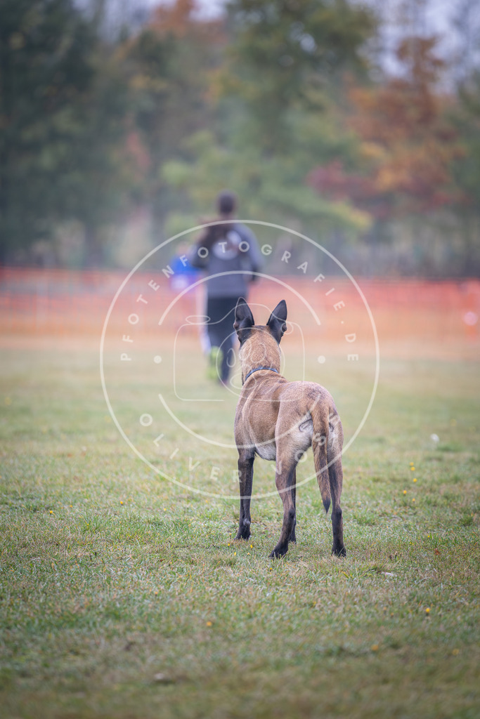 Pfotenfotografie_DV3A8795 | Hundefotografie, Tierfotograf, Pfotenfotografie, Fotoshooting Hund, Hunde Portrait, Hundesport, Hundeportraits, Heideshooting, Hunde, Sportfotograf, Hundefotograf, Turnierhundsport, THS,  - Realisiert mit Pictrs.com