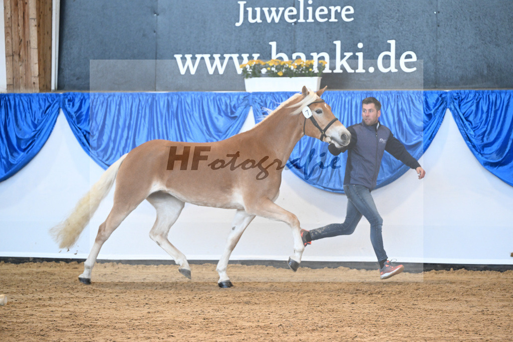 Bl. Band Kat-Nr. 7 Giia BE v. Amazing Star van Beauvoor_Edelmann_48241113 | hf-fotografie - Realisiert mit Pictrs.com