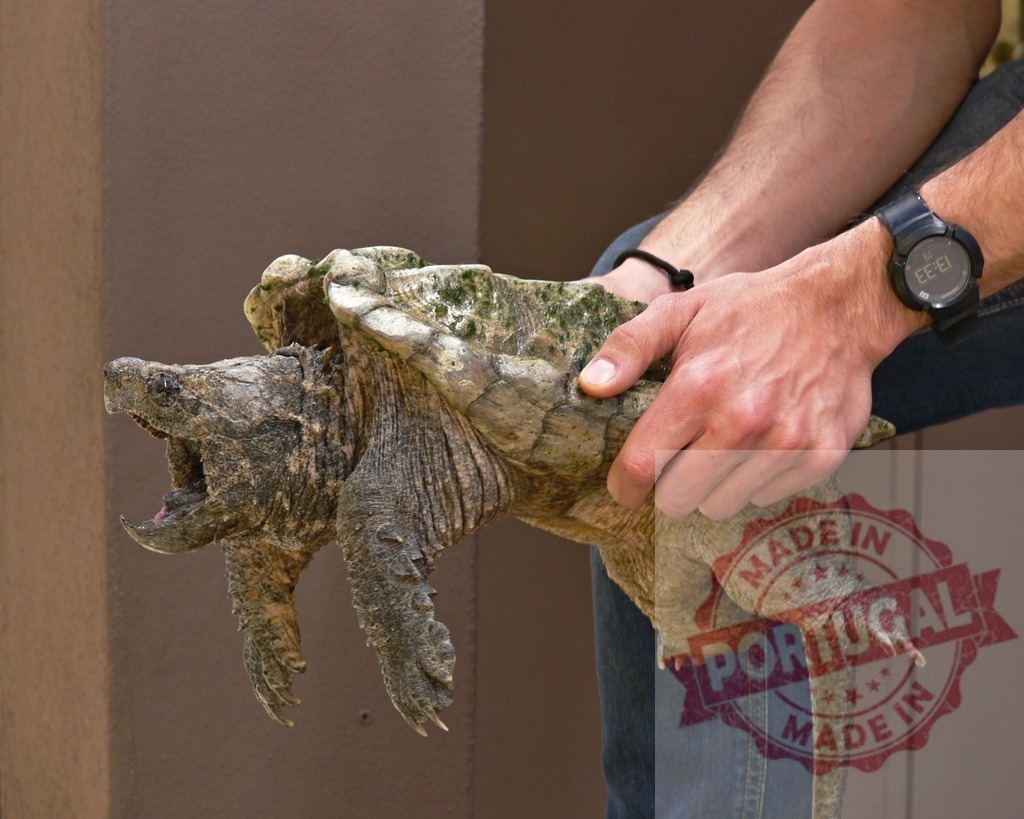 Man holding alligator snapping turtle with open mouth | Man holding an alligator snapping turtle opening its mouth aggressively - Realized with Pictrs.com