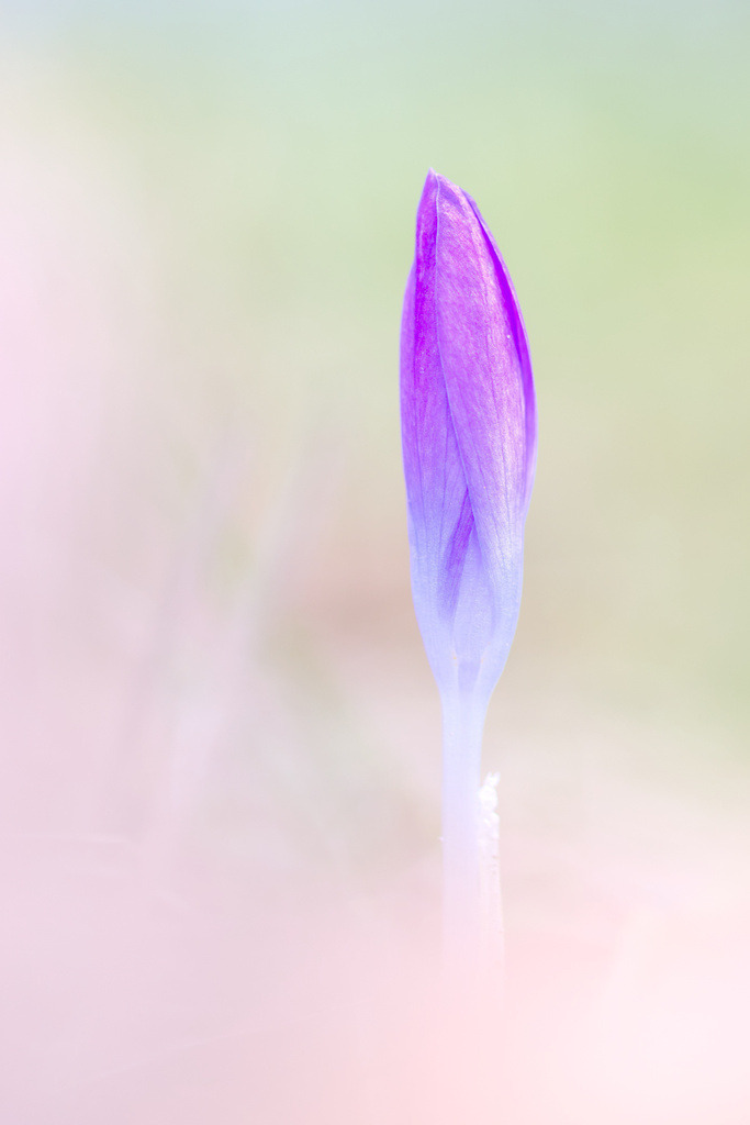 Krokus | Exklusive Wandbilder, Puzzle, Tassen und Acrylblöcke kaufen - Realisiert mit Pictrs.com