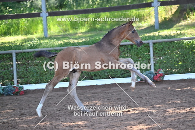 19_Quaterback - Belantis I_758_8292 | Björn Schroeder Pferdefotografie