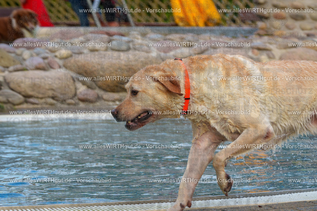 Hundeschwimmen_Grefrath_2026-allesWIRTHgut_Tierfotografie-09_37-FAY07680 | Professionelle Tierfotografie in Mönchengladbach von Daniel Wirth (allesWIRTHgut). Liebevolle & natürliche Bilder von Hunden & Katzen für unvergessliche Erinnerungen.