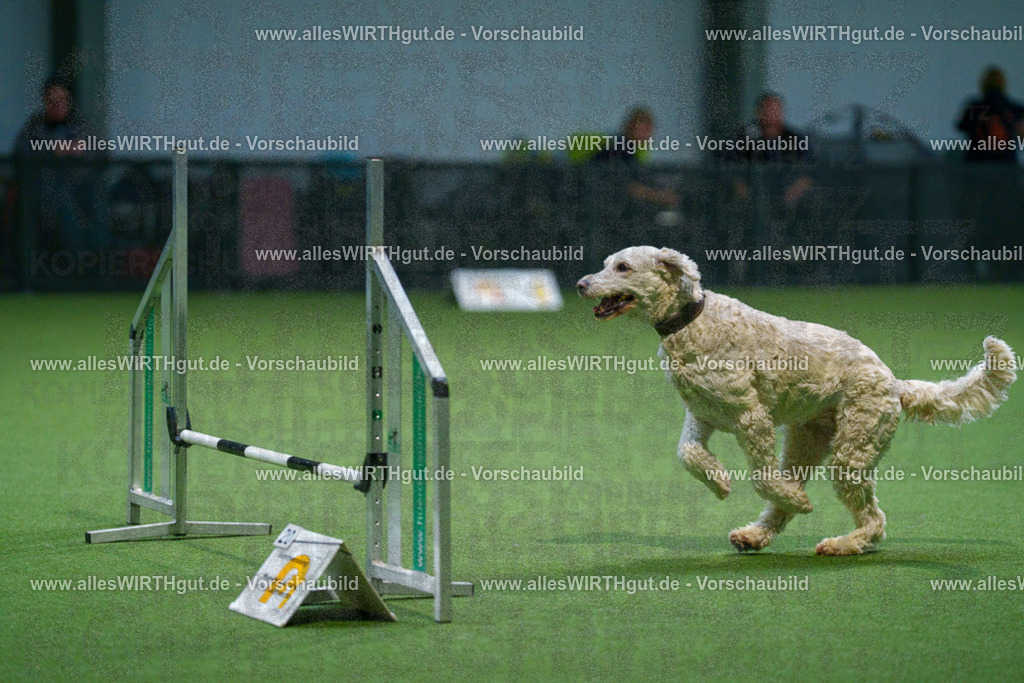 7R500790 | Professionelle Tierfotografie in Mönchengladbach von Daniel Wirth (allesWIRTHgut). Liebevolle & natürliche Bilder von Hunden & Katzen für unvergessliche Erinnerungen.