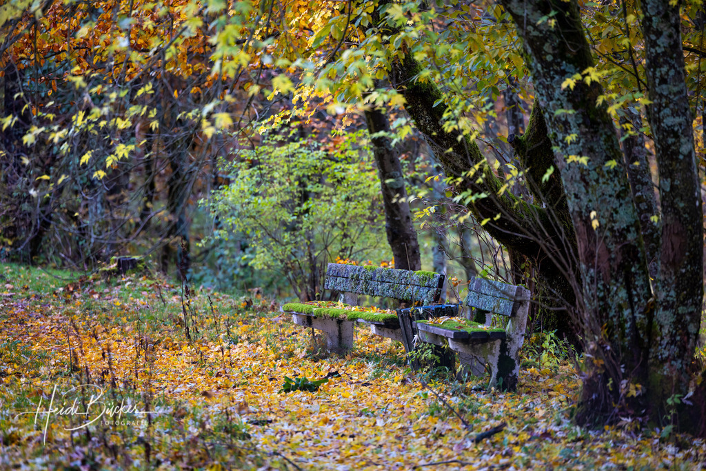 Moosbedeckte Ruhebänke im Herbstwald | Moosbedeckte Ruhebänke im Herbstwald - Realisiert mit Pictrs.com