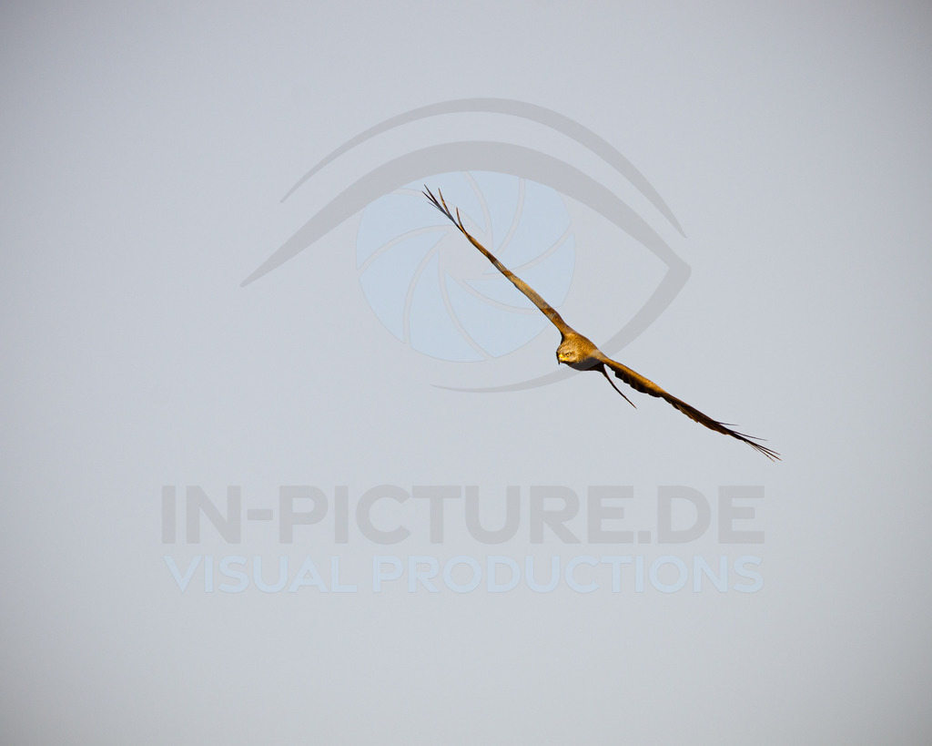 _DSC3109 | in-picture - Realisiert mit Pictrs.com