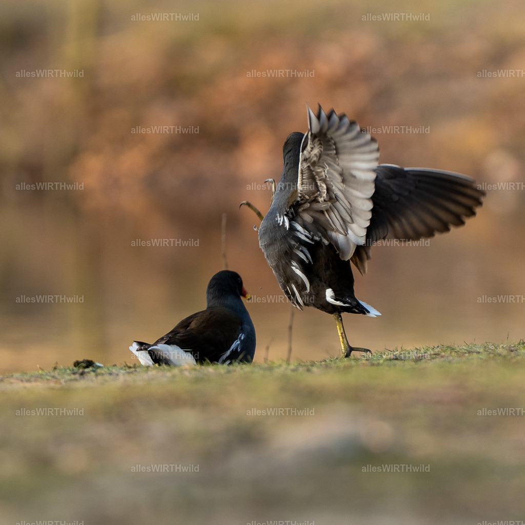Daniel Wirth - www.allesWIRTHwild.de -7IV08898-2 | Entdecke die faszinierende Welt der Natur- und Wildlife-Fotografie von Daniel und Bärbel. Inspirierende Bilder von wilden Tieren und kleinen Naturwundern.