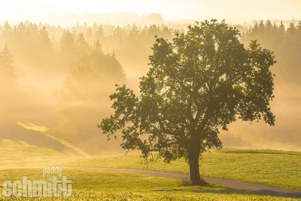 PS-Natur-2026-88 | Entdecke die größte Bildgalerie der Region mit Fotografien aus dem Allgäu, der Bodenseeregion, Oberschwaben, dem Donautal und der Schwäbischen Alb. Landschaften, Luftaufnahmen und Reisefotografie als Wandbild und Fotokunst. - Realisiert mit Pictrs.com