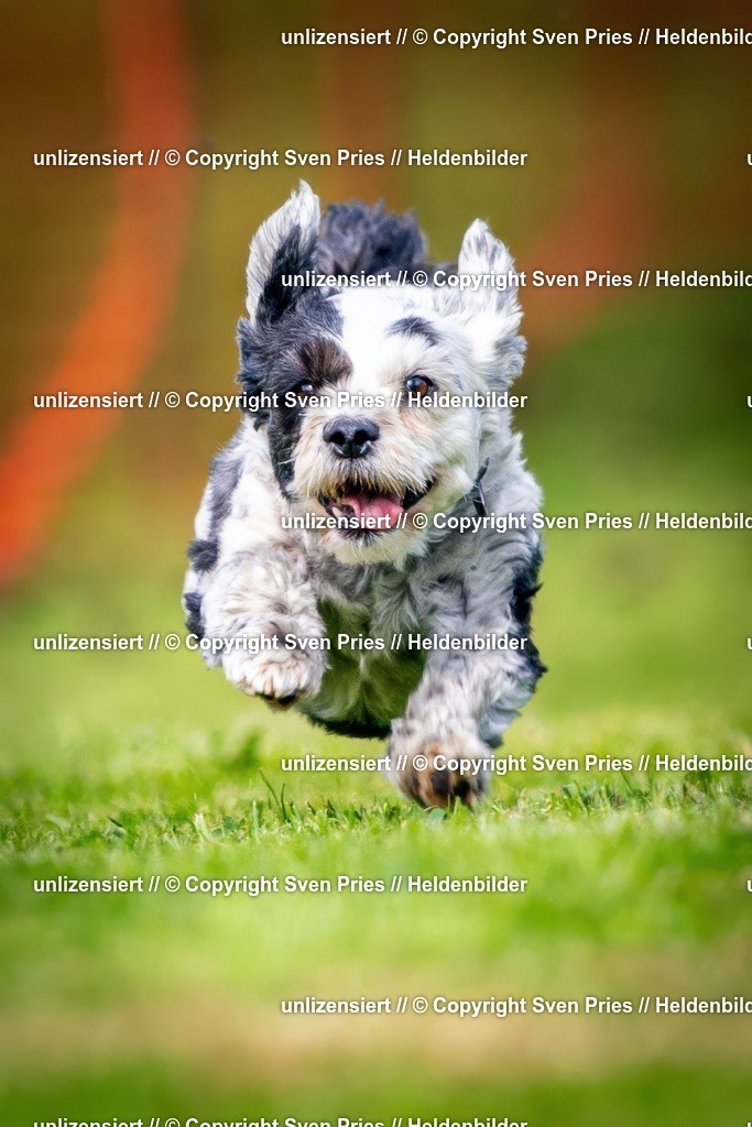 Sven Pries | 2024-09-22 - Hunderennen Baden-BadenPudelverein - Realisiert mit Pictrs.com