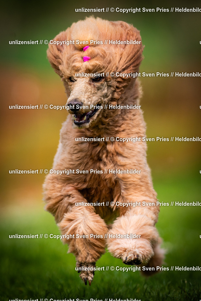 Sven Pries | 2025-04-13 - Hunderennen Baden-Baden - Realisiert mit Pictrs.com