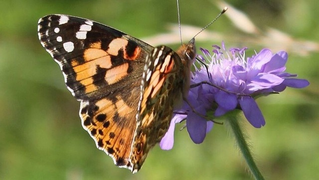 Distelfalter auf Acker-Witwenblume_VSB | Verkauf von Fotos und  Videoclips zumThema Natur.Motive sind Pflanzen, Tiere, Landschaftenund Wetter - Realisiert mit Pictrs.com