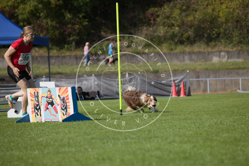 0L8A8374 | Hundefotografie, Tierfotograf, Pfotenfotografie, Fotoshooting Hund, Hunde Portrait, Hundesport, Hundeportraits, Heideshooting, Hunde, Sportfotograf, Hundefotograf, Turnierhundsport, THS,  - Realisiert mit Pictrs.com