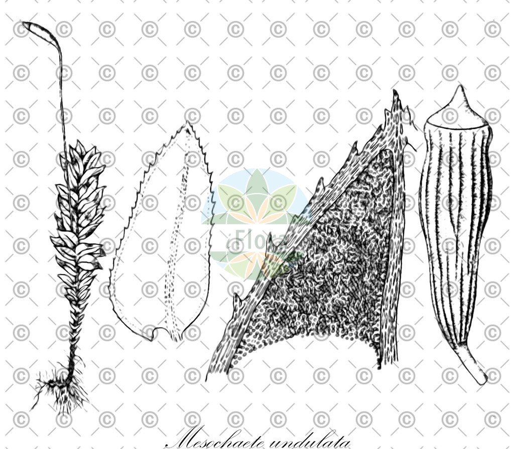 HistAbb_7PGYV_2_ENZY_Simple | Historische Abbildung von Mesochaete undulata - Aulacomniaceae | Historical Illustration of Mesochaete undulata - Aulacomniaceae