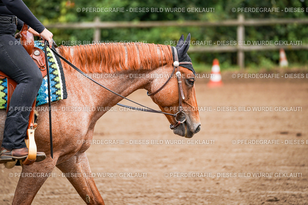 DSC05700 | Pferdegrafie