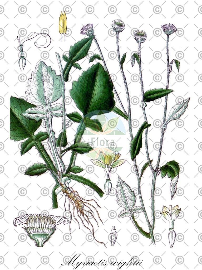 HistAbb_7PL9H_2_ENZY_Simple | Historische Abbildung von Myriactis wightii - Asteraceae | Historical Illustration of Myriactis wightii - Asteraceae