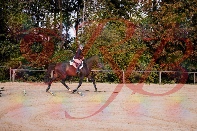 2026_10_03_Siefer-Hof_143956_Z81_10393116 | Professionelle Reitsport-, Turnier- und Eventfotografie von Robert Broda. Galerien mit ausgewählten und bearbeiteten Bildern direkt online ansehen und bestellen.
