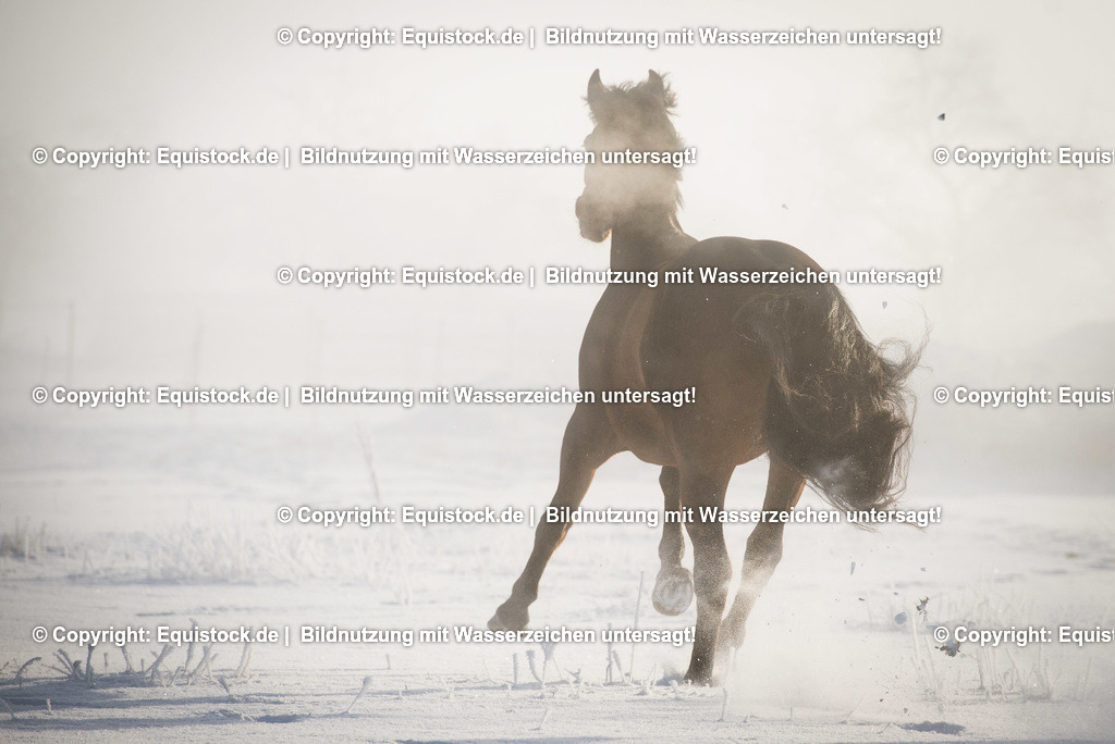 20160118_Galoppierendes_Pferd_im_Schnee_0001 | equistock
