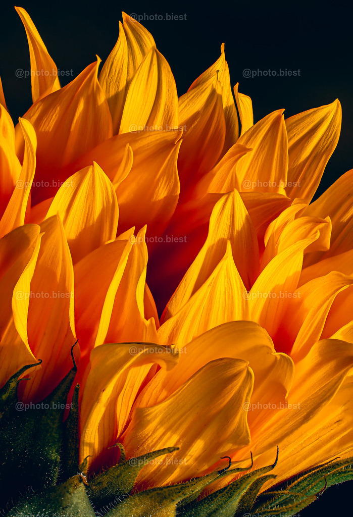 Sonnen-feuer-blume | Eine Sonnenblume im Sonnenuntergangslicht. - Realisiert mit Pictrs.com