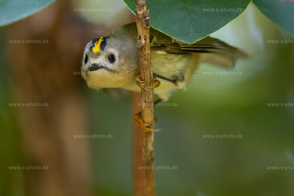 Wintergoldhähnchen | Gut versteckt im Rhododendron - Realisiert mit Pictrs.com