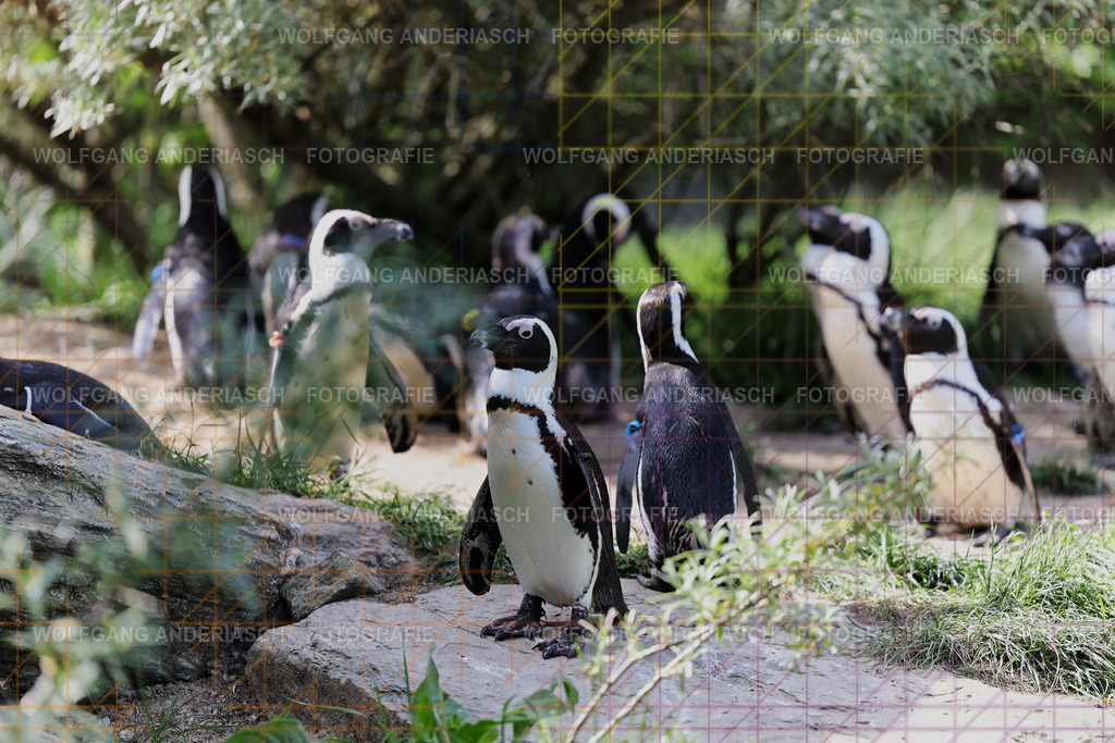 253L1539_wa | Ein stiller Moment im Opel Zoo: Der Blick des Tieres erzählt von Gelassenheit, Präsenz und Nähe. Ungestellt, ruhig und auf Augenhöhe fotografiert – ein Augenblick, der bleibt. - Realisiert mit Pictrs.com