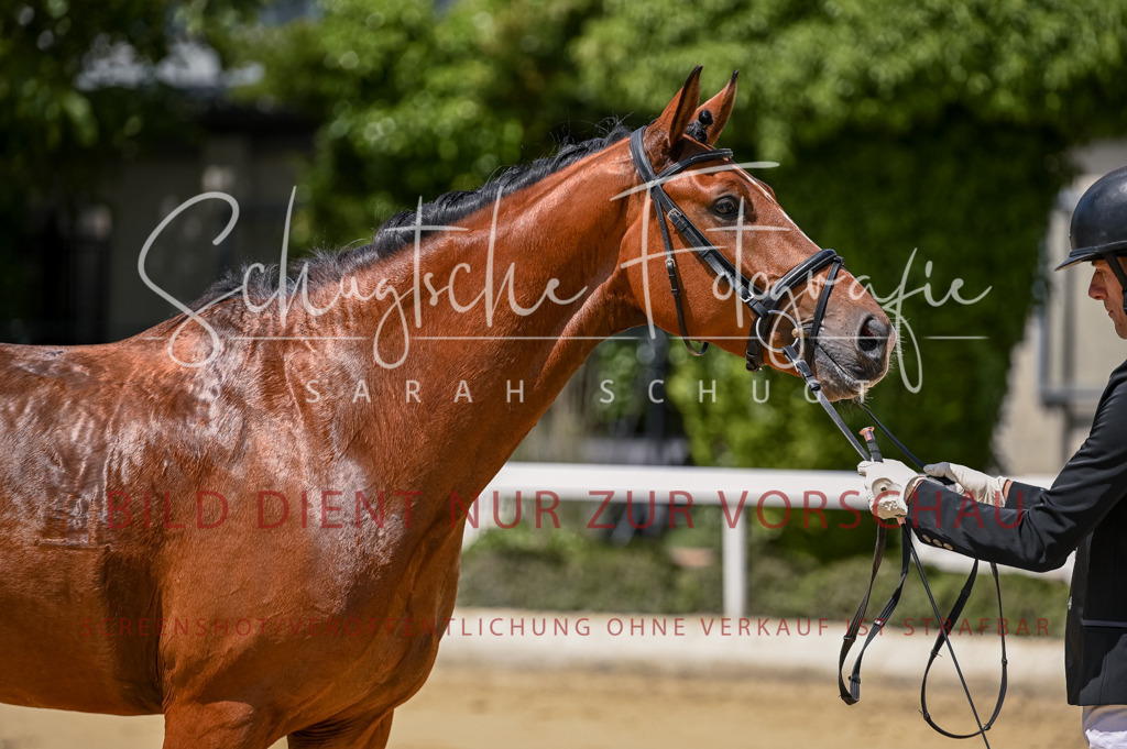 Schugtsche-Aluta25-48.Reitpferfdeprf.-250 | Schugtsche Fotografie - Realisiert mit Pictrs.com