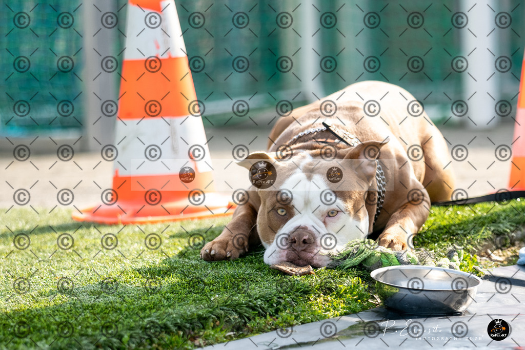 20260308_FCR_FF-17 vs FCRohr_FF17_042-162 | Sport und Naturfotografie von Roberto Esposito zeigt echte Momente Bewegung und die Schönheit der Natur. Ausdrucksstarke Bilder schaffen Emotionen.
