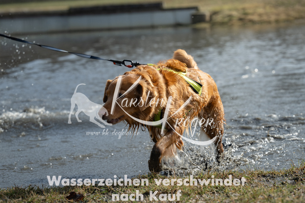 1146_ZZ96370-2 | kk-dogfotos