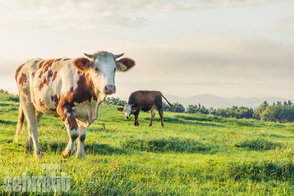 PS-Tiere-2026-94 | Entdecke die größte Bildgalerie der Region mit Fotografien aus dem Allgäu, der Bodenseeregion, Oberschwaben, dem Donautal und der Schwäbischen Alb. Landschaften, Luftaufnahmen und Reisefotografie als Wandbild und Fotokunst. - Realisiert mit Pictrs.com