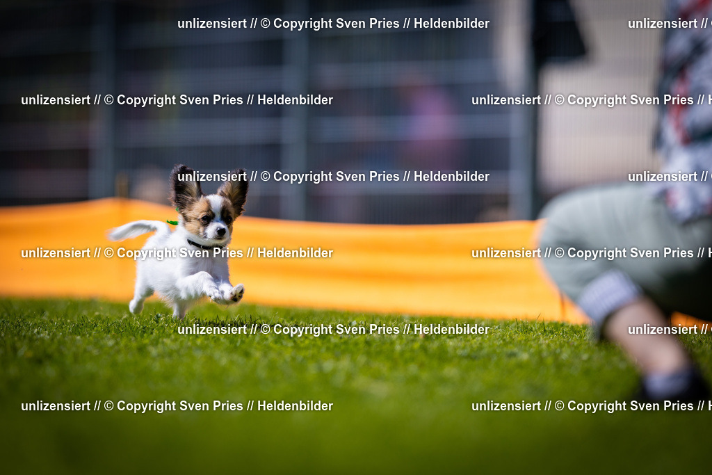 Sven Pries | 2025-08-10 - Hunderennen Durlach - Realisiert mit Pictrs.com