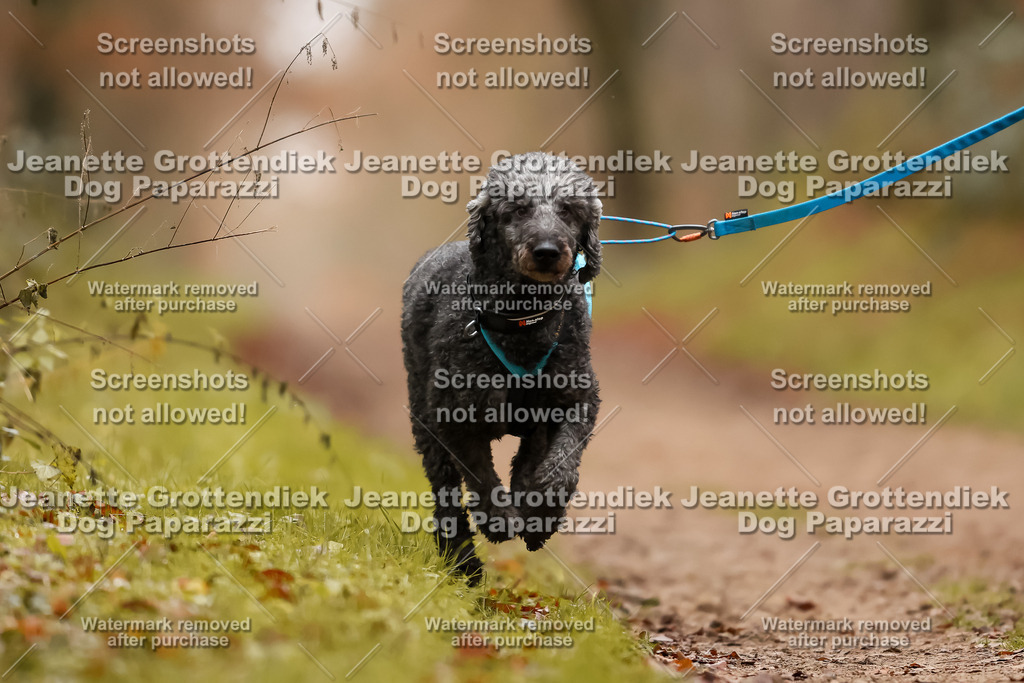 Dog Paparazzi - Speedhunter Mannheim  2025-385 | Dog Paparazzi Jeanette Grottendiek Fotografie & Videografie