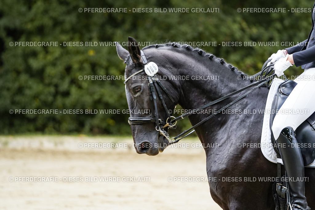 DSC08244 | Pferdegrafie