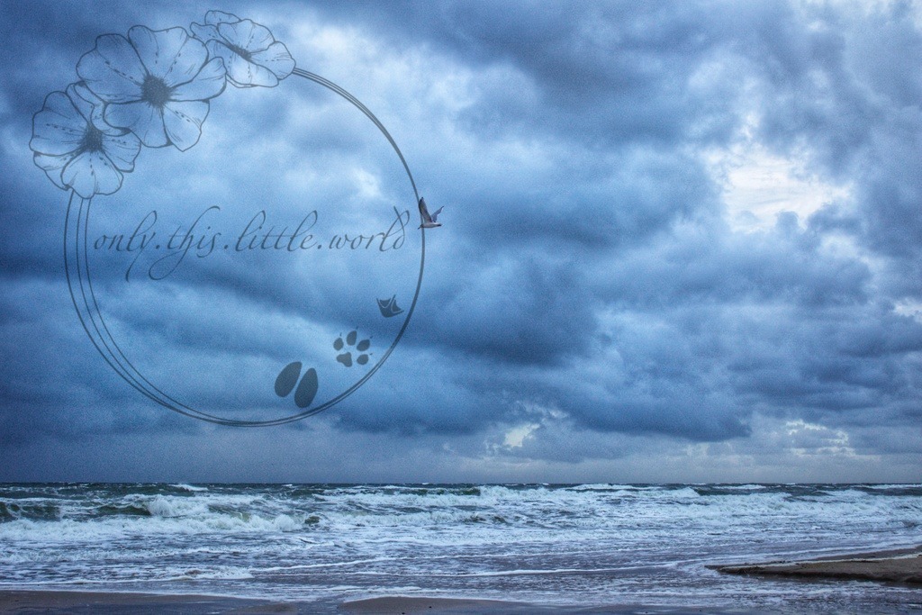 IMG_9198-01 | only.this.little.world - Realisiert mit Pictrs.com