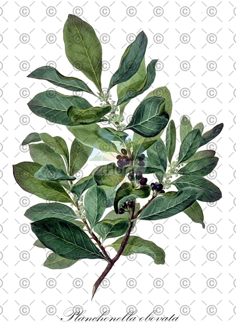 HistAbb_wfo-0000774669_2_ENZY_Simple | Historische Abbildung von Planchonella obovata - Sapotaceae | Historical Illustration of Planchonella obovata - Sapotaceae