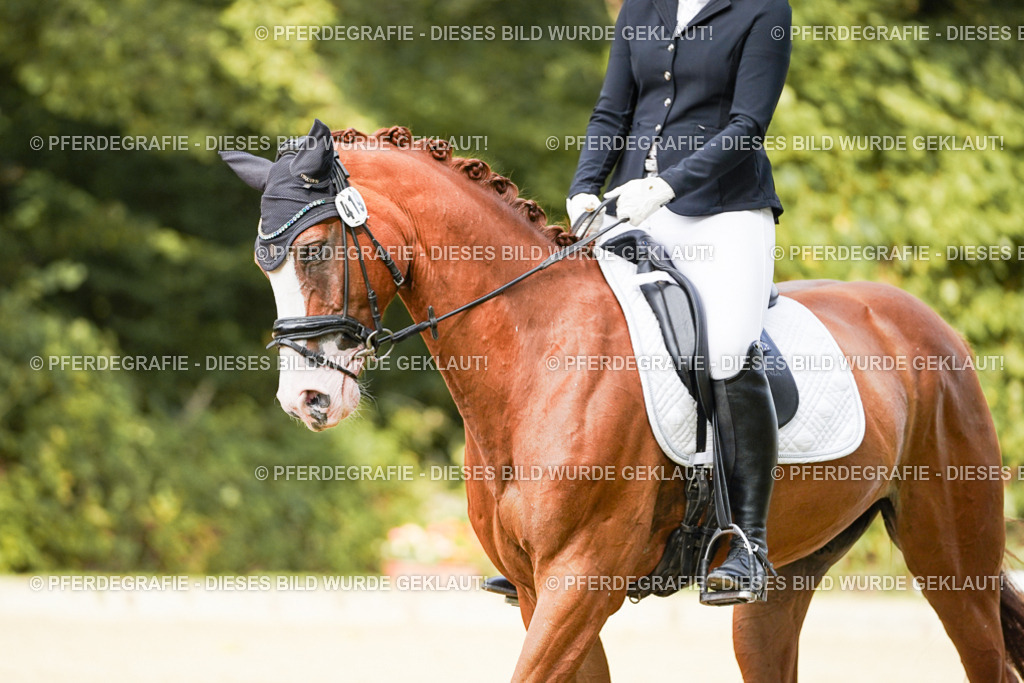 DSC03235 | Pferdegrafie