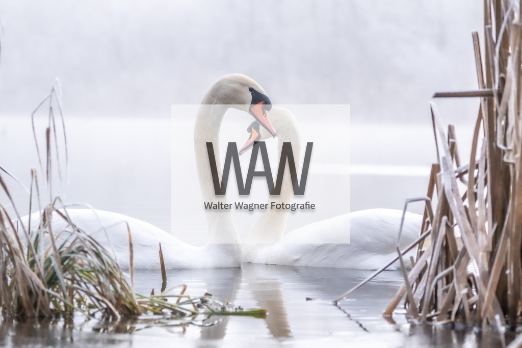 Schwäne am Gaishorner See | walter-wagner-fotografie