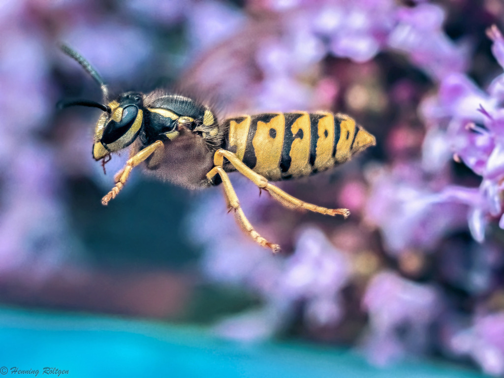 Wespe in der Luft | henroe-photoart-shop