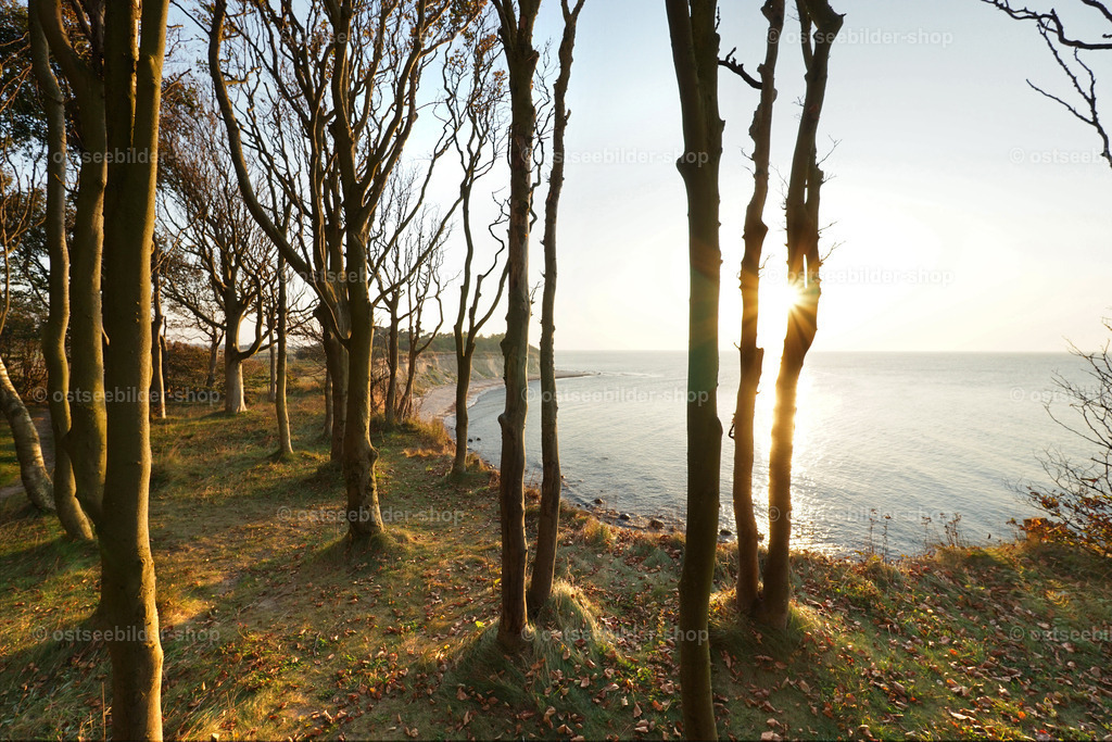 Herbstsonne am Steilufer | Bäume mit schlanken Stämmen wachsen direkt bis zur Steilkante eines Kliffs. Eine grelle Nachmittagssonne sorgt für warme Farben und einen kräftigen Kontrast von Licht und Schatten.