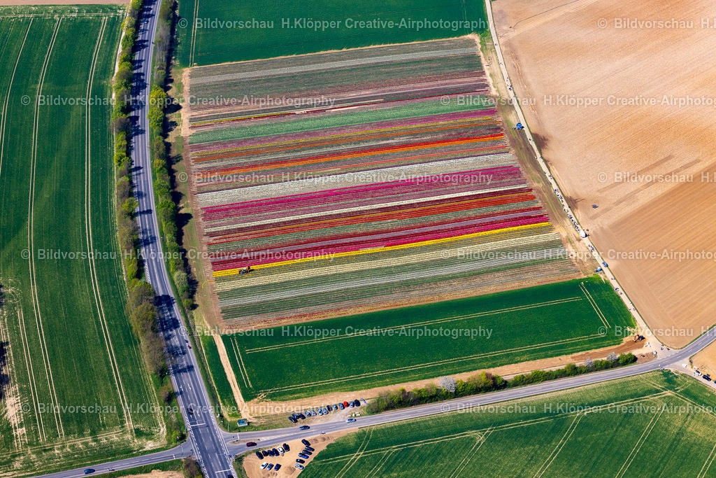 Luftbilder Grevenbroich-0450 | Luftbild Tulpen und Blumenfeld in Grevenbroich - Realisiert mit Pictrs.com