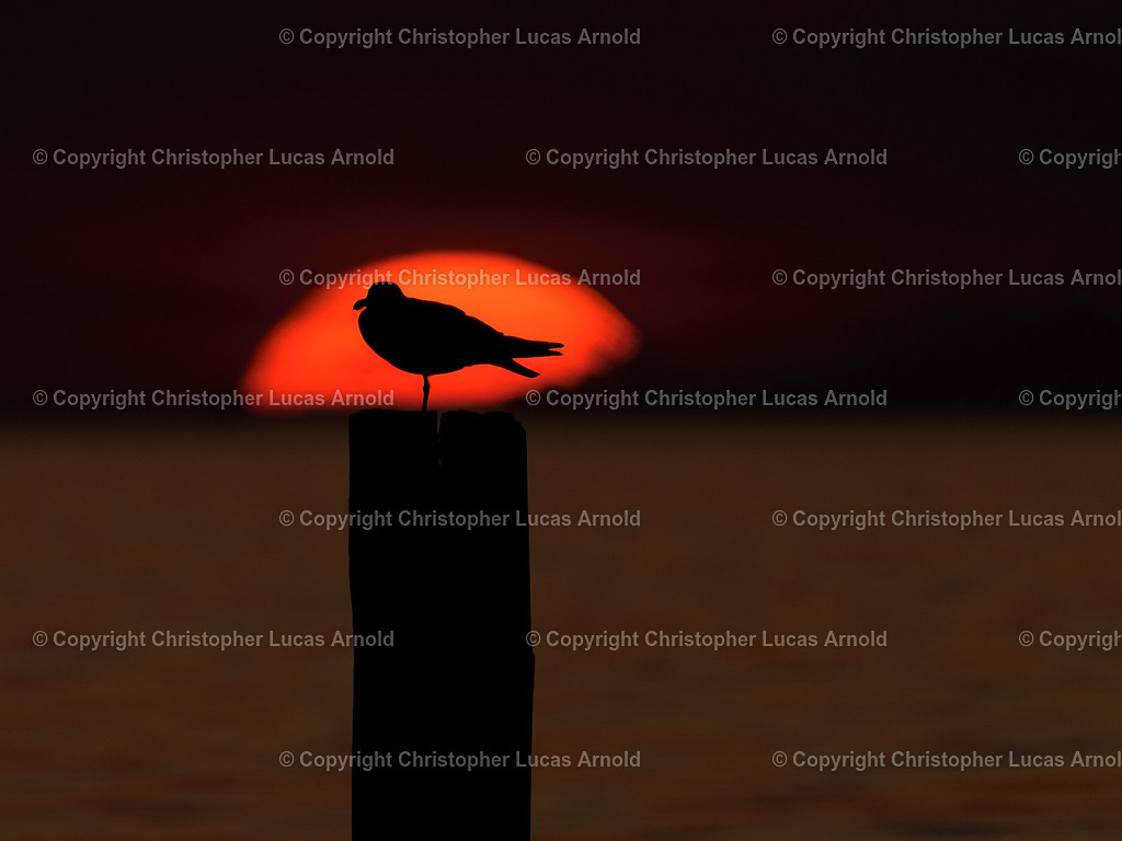 Lachmöwe in der untergehenden Sonne | bildkomponist - Realisiert mit Pictrs.com