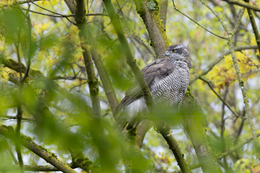 R5M21248_20260328 | Ein weiblicher Habicht (Accipiter gentilis) sitzt auf einem moosbewachsenen Ast, umgeben von unscharfen grünen Blättern und gelben Blüten im Vorder- und Hintergrund. Der Greifvogel blickt nach rechts aus dem Bild. Es ist keine spezifische Interaktion erkennbar. - Realisiert mit Pictrs.com