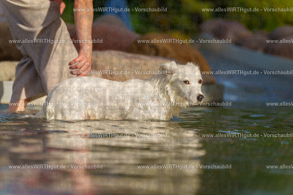 Hundeschwimmen_Grefrath_2026-allesWIRTHgut_Tierfotografie-15_39-7R509451 | Professionelle Tierfotografie in Mönchengladbach von Daniel Wirth (allesWIRTHgut). Liebevolle & natürliche Bilder von Hunden & Katzen für unvergessliche Erinnerungen.