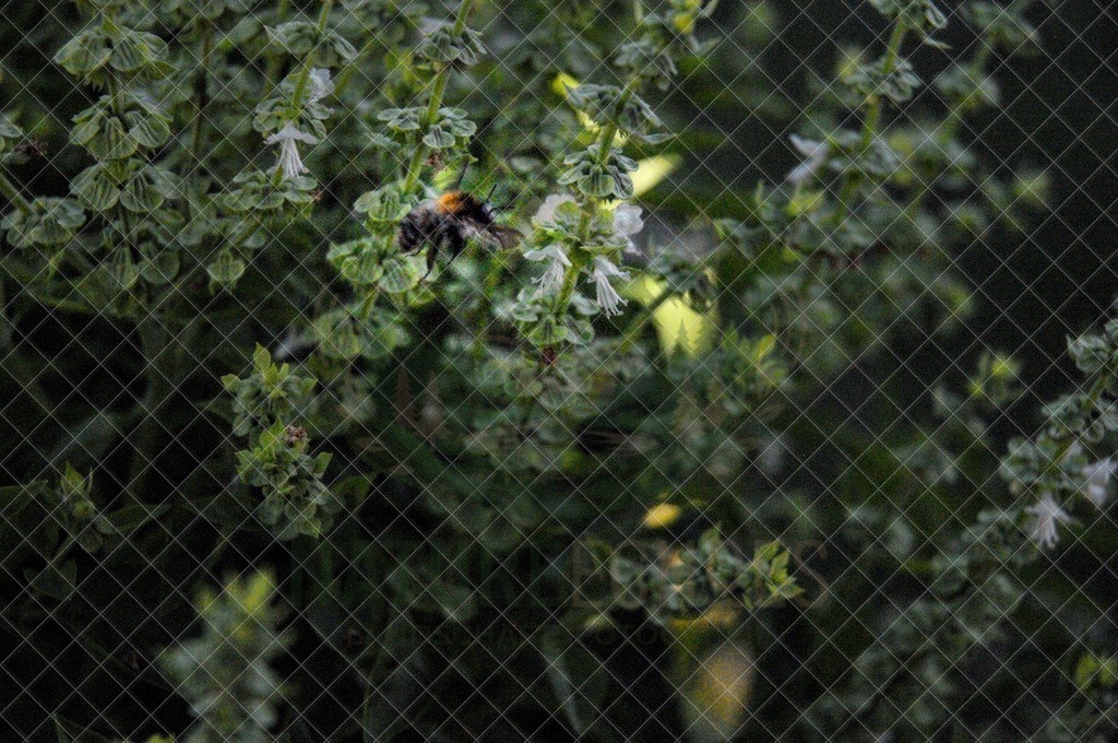A bumblebee searching for Nectar | Wir bieten diverse Fotodrucke und Produkte entweder bereits vorgefertigter und selbstgeschossener Motive, sowie auch die Möglichkeit eigene Motive auf diverse Foto- und Wandbildartikel zu drucken. Eigene Uploads finden Sie im Warenkorb oder am unteren End - Realisiert mit Pictrs.com