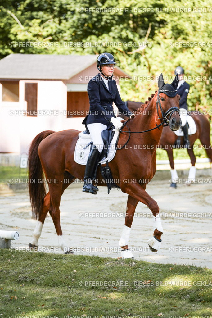 DSC06981 | Pferdegrafie